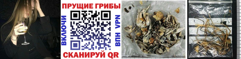 где продают наркотики Оса ОМГ ОМГ вход Псилоцибиновые грибы Psilocybine cubensis